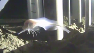 Illustration for article titled A Bizarre New Species Of Fish Has Been Discovered At A Record Depth
